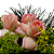 Buquê Mimo de 3 Rosas Cor de Rosa - Imagem 3