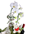 Orquídea Branca 1 Haste Com Vinho e Ferrero Rocher - Imagem 5