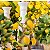 Castiçal de Limão Siciliano com Passarinhos - Imagem 2