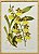 Quadro orquídea 12 com moldura faux bamboo - Imagem 1