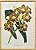 Quadro orquídea 13 com moldura faux bamboo - Imagem 1