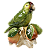 Papagaio no tronco com cajus - Imagem 1