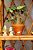 Bonsai de framboesa com flores de ferro - Imagem 2
