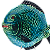 Prato raso peixe alabastro com borda azul - Imagem 2