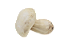 Pré-venda Enfeite de cogumelo branco avulso Zanatta Casa - Imagem 1