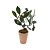 Bonsai de limão Taiti em vaso terracota P - Imagem 1