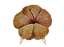 Mini petisqueira de hibisco laranja - Imagem 1