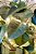 Lustre folhas de taioba - Imagem 3