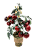 Bonsai de tomates - Imagem 1