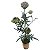 Bonsai alcachofra - Imagem 1