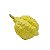 Enfeite de limão siciliano enrugado - Imagem 1