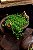 Cachepot Shabby P verde musgo com apliques de cavalos - Imagem 2