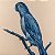 Quadro a óleo pássaro azul 2 Zanatta Casa - Imagem 3
