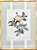 Quadro gravura de rosas com moldura de faux bamboo fundo listra 4 - Imagem 1