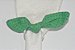 Porta Guardanapo de tecido verde com bolinhas verde escuro - Imagem 2