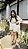 Conjunto camisa ROSALIE - Imagem 5