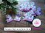 Tags com Palitos 4cm (20 unids) - Imagem 2