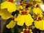 Orquídea Oncidium Aloha (Flores Amarelas) - Imagem 2