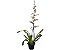 Orquídea Oncidium Sharry Baby (Chocolate) - Imagem 1