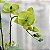 Orquídea Phalaenopsis Verde - Imagem 2