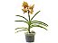 Orquídea Vanda Amarela - Imagem 1