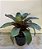 Bromelia Imperial 60m á 70cm - Imagem 1