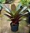 Bromelia Imperial 60m á 70cm - Imagem 3