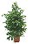 Ficus - Imagem 1