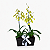 Caixa Dupla de Orquídeas Chuva de Ouro - Imagem 1