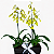 Caixa Dupla de Orquídeas Chuva de Ouro - Imagem 3