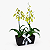 Caixa Dupla de Orquídeas Chuva de Ouro - Imagem 2