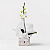 Orquídea Phalaenopsis com Cachepot de Madeira - Imagem 3