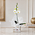 Orquídea Phalaenopsis com Cachepot de Madeira - Imagem 4