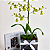Orquídea Chuva de Ouro com Chocolate Belga - Imagem 3