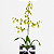 Orquídea Chuva de Ouro - Imagem 3