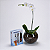 Kit Phalaenopsis com Erdinger - Imagem 2