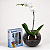Kit Phalaenopsis com Erdinger - Imagem 3