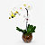 Orquídea Phalaenopsis Cascata - Imagem 1