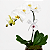 Orquídea Phalaenopsis Cascata - Imagem 3