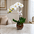 Orquídea Phalaenopsis Cascata - Imagem 4