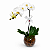 Orquídea Phalaenopsis Cascata - Imagem 2