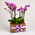 Quadra de Mini Orquídeas Phalaenopsis - Imagem 2
