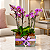 Quadra de Mini Orquídeas Phalaenopsis - Imagem 4