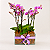 Quadra de Mini Orquídeas Phalaenopsis - Imagem 1
