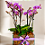 Quadra de Mini Orquídeas Phalaenopsis - Imagem 3