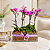 Trio de Mini Orquídeas Phalaenopsis - Imagem 4