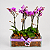 Trio de Mini Orquídeas Phalaenopsis - Imagem 1