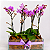 Trio de Mini Orquídeas Phalaenopsis - Imagem 3