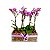 Trio de Mini Orquídea Phalaenopsis - Imagem 1