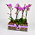 Trio de Mini Orquídeas Phalaenopsis - Imagem 2